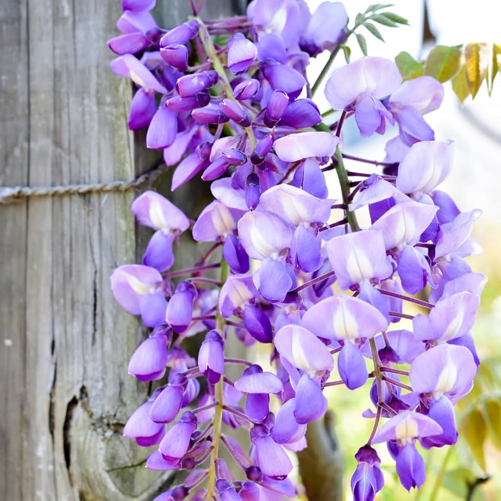 Fragrant Purple Wisteria Flower Clusters
