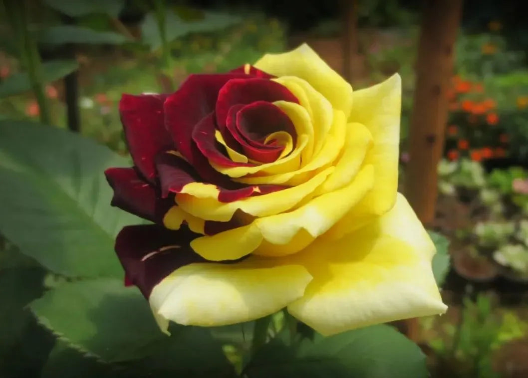 Fragrant Yellow Red Rose Flower Seeds for Borders
