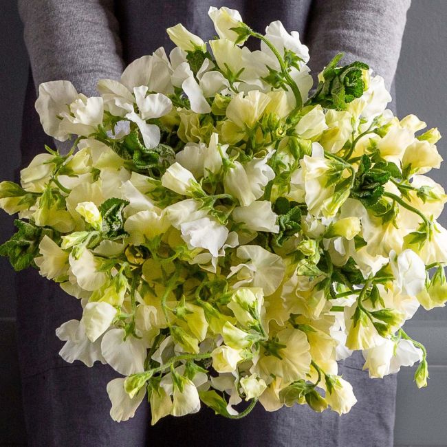 Fragrant Yellow Sweet Pea Flowers