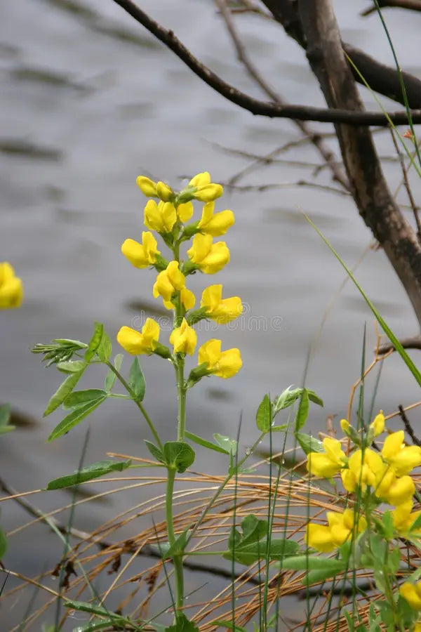 Fragrant Yellow Sweet Pea Flowers in Full Bloom