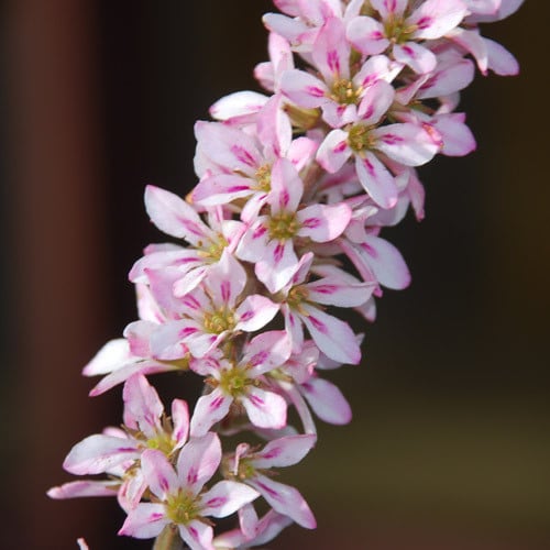White and pink Bridal Wreath blooms grown from Francoa appendiculata seeds