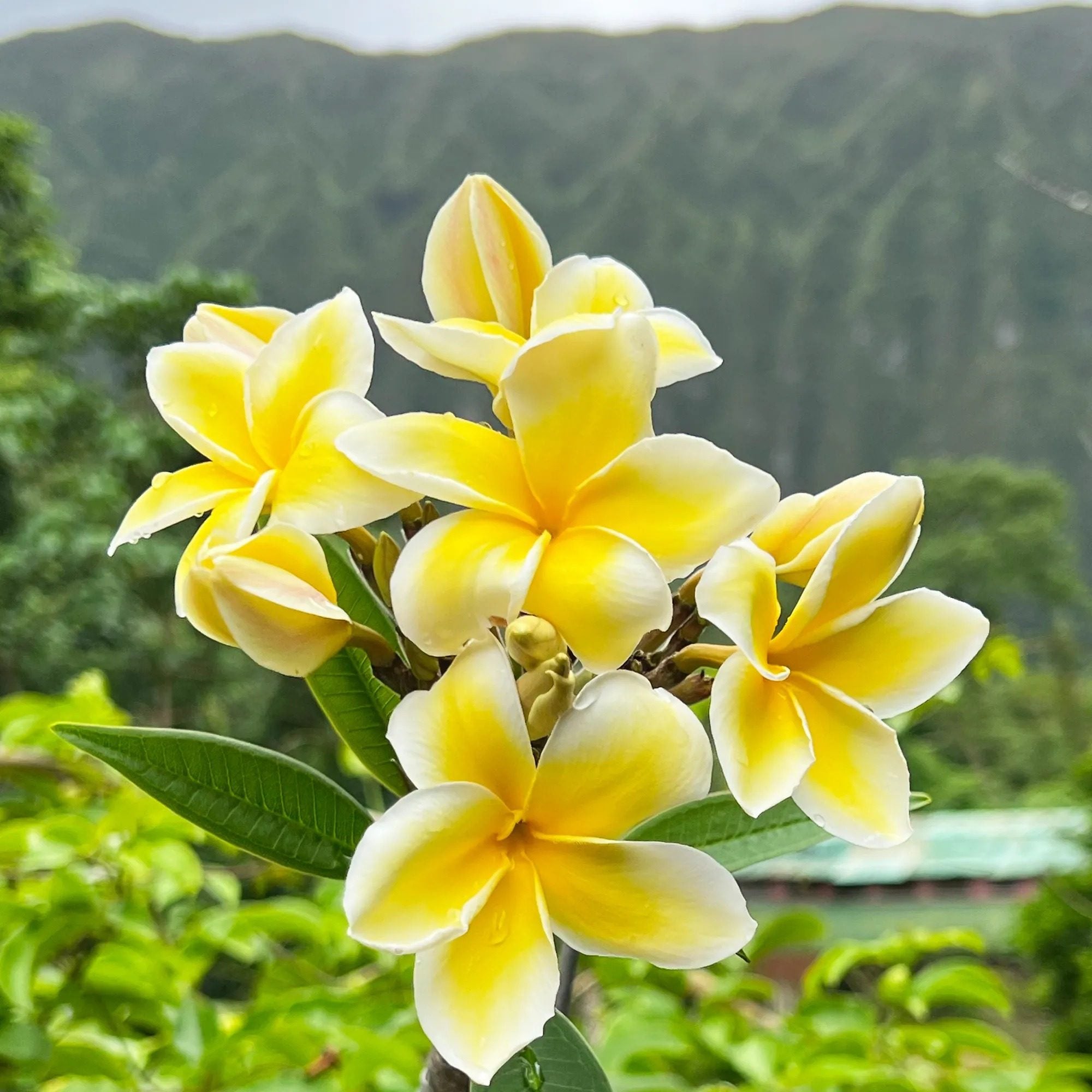 Frangipani Yellow Flower Seeds for Planting and Gardening