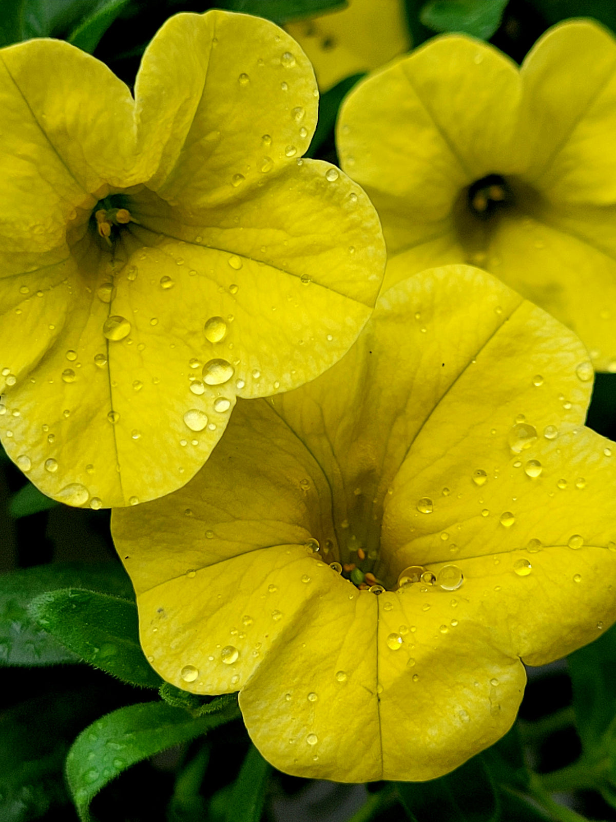 Yellow Petunia Flower seeds for Planting - Perfect for Borders, Heirloom & GMO Free Seeds for Home Garden
 
 Sale seeds for planting in home garden