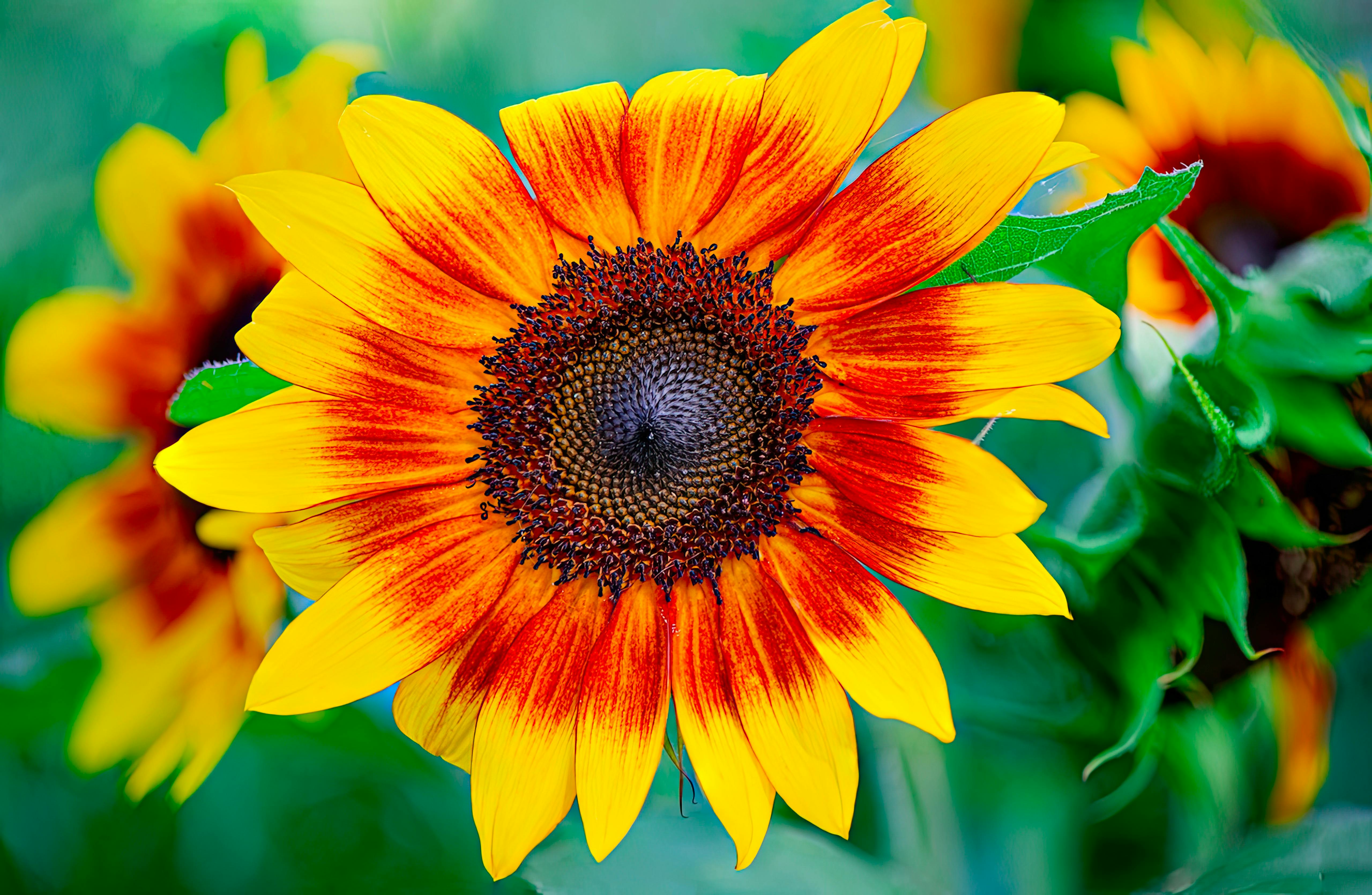 Yellow Red Sunflower Planting Seeds - Brighten Your Garden