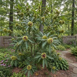 Chinquapin Chestnut Tree Seeds for Planting – Heirloom Non-GMO, High G