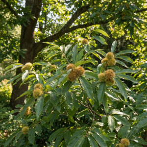 Chinquapin Chestnut Tree Seeds for Planting – Heirloom Non-GMO, High G