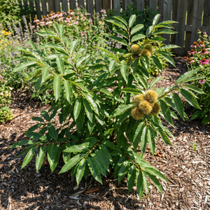 Chinquapin Chestnut Tree Seeds for Planting – Heirloom Non-GMO, High G