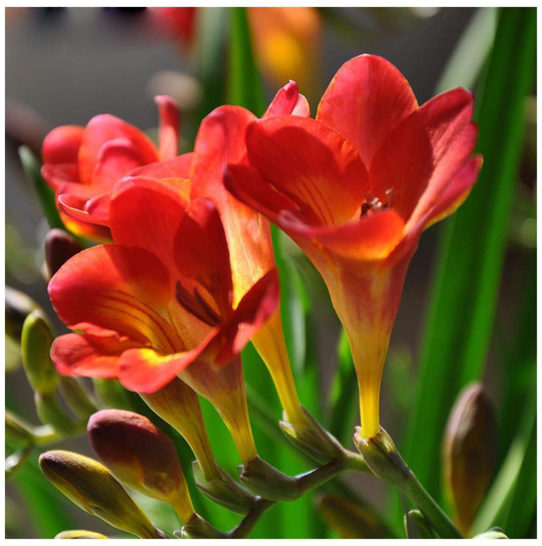 Red Freesia flowers growing in decorative containers