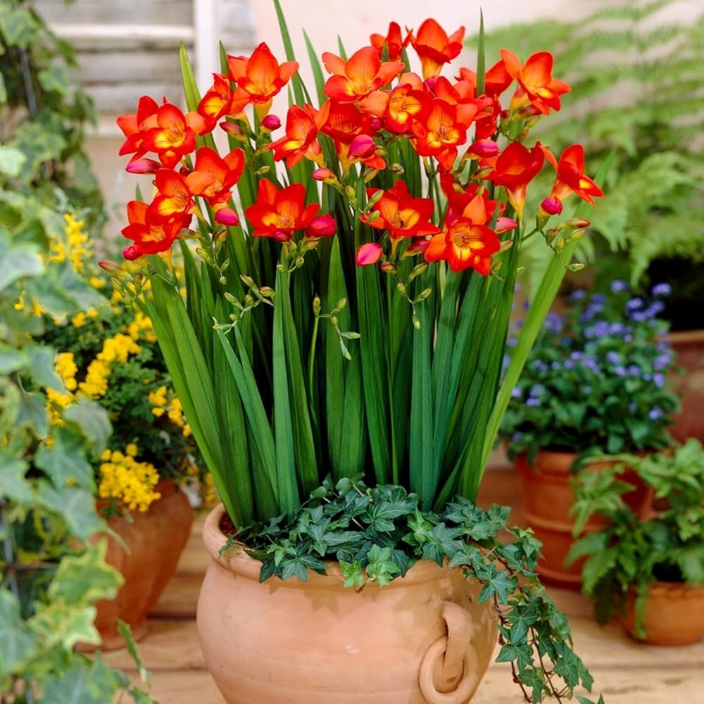 Red Freesia flowers planted in garden borders