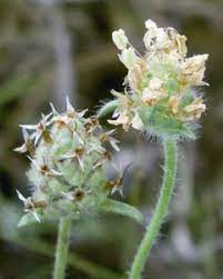 Dark French Psyllium grown from seeds thriving in dry sandy soil