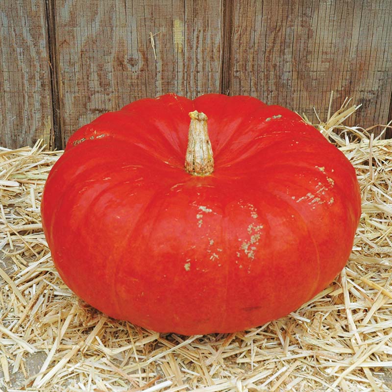 French pumpkin vines with developing fruit