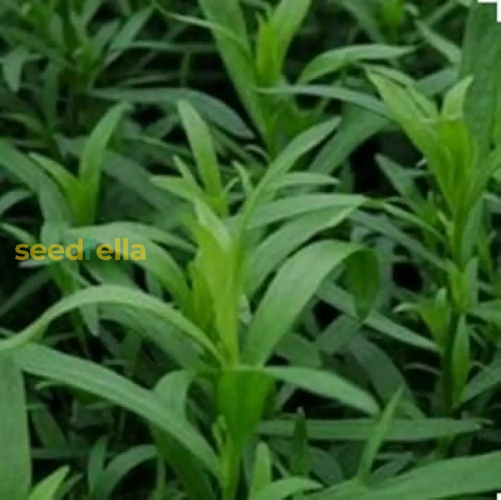 French Tarragon Herb Seeds – Grow Fresh Culinary Tarragon