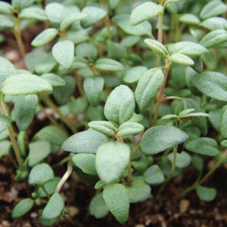 French Thyme grown from seeds as rock garden groundcover
