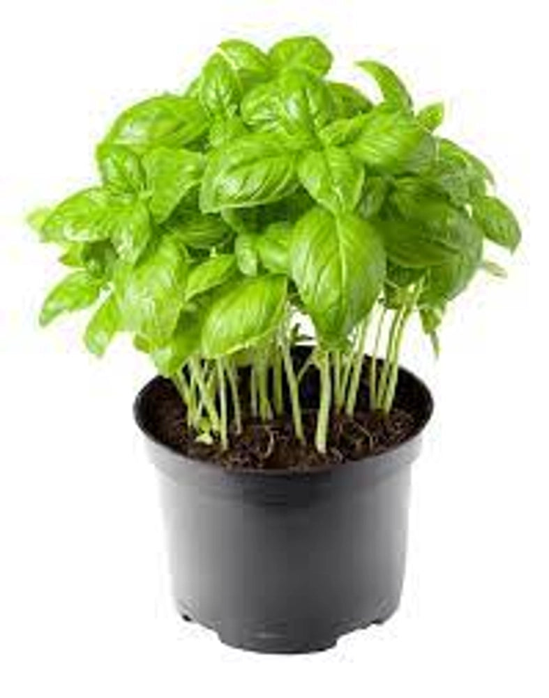 Fresh aromatic basil seeds for kitchen gardens