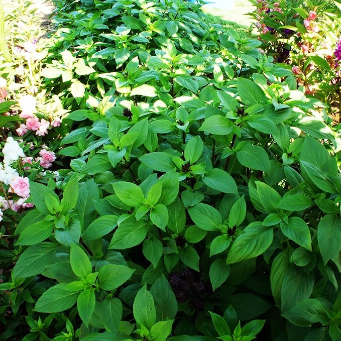 Close-up of fresh aromatic basil leaves