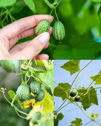 Fresh Brasilien vegetable seeds for planting