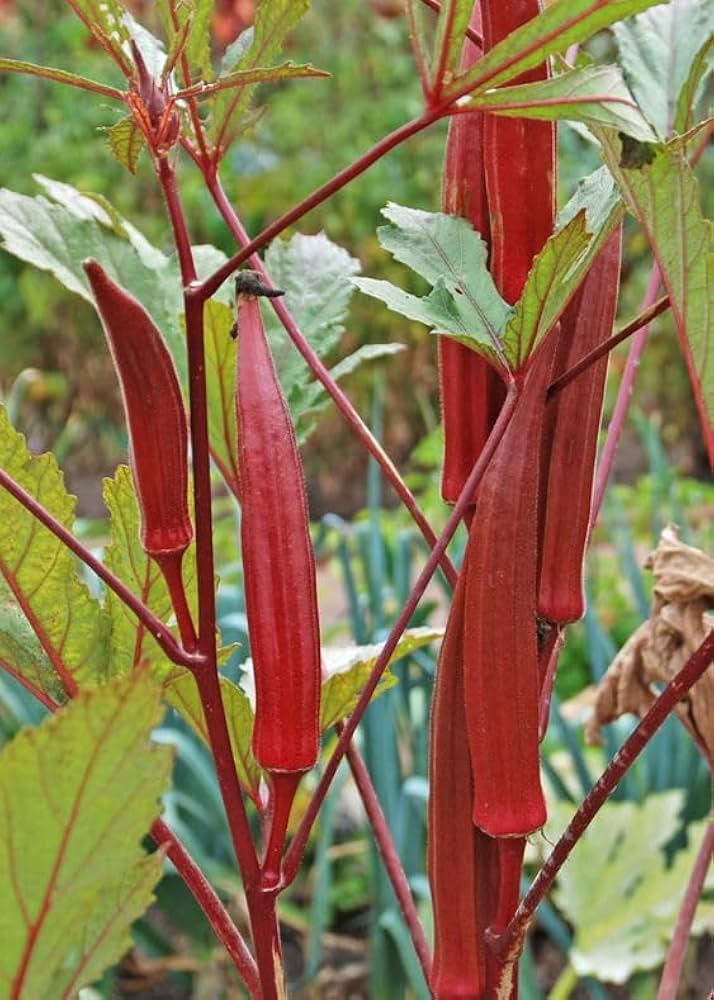 Fresh Burgundy seeds for home planting