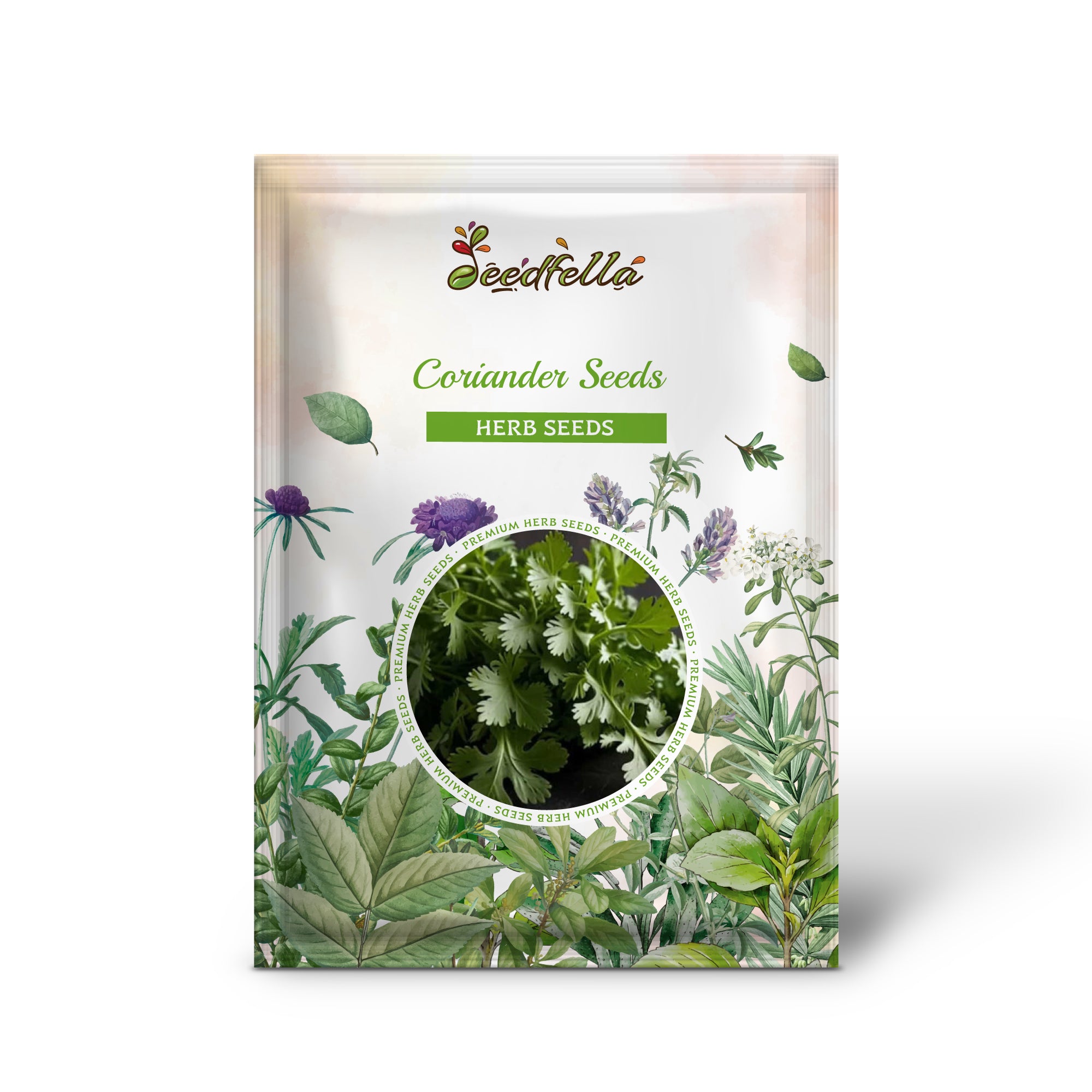 Fresh Coriandrum sativum seedlings growing in garden soil