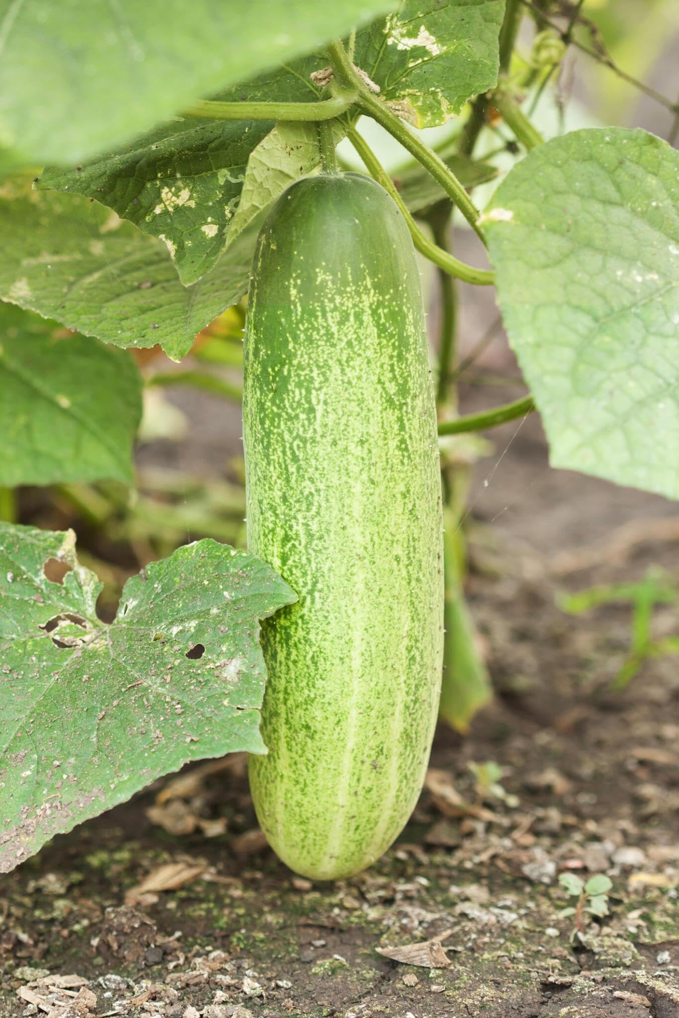 Fresh, crisp cucumbers ready for harvest