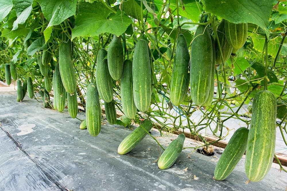 Fresh cucumber seeds non GMO for planting