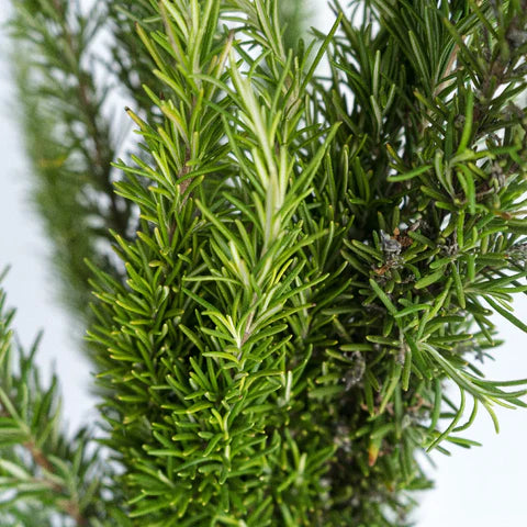 Dark Green Rosemary Seeds For Planting - Premium Culinary Herb