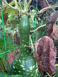 Fresh Dipper Pumpkin seeds for home planting