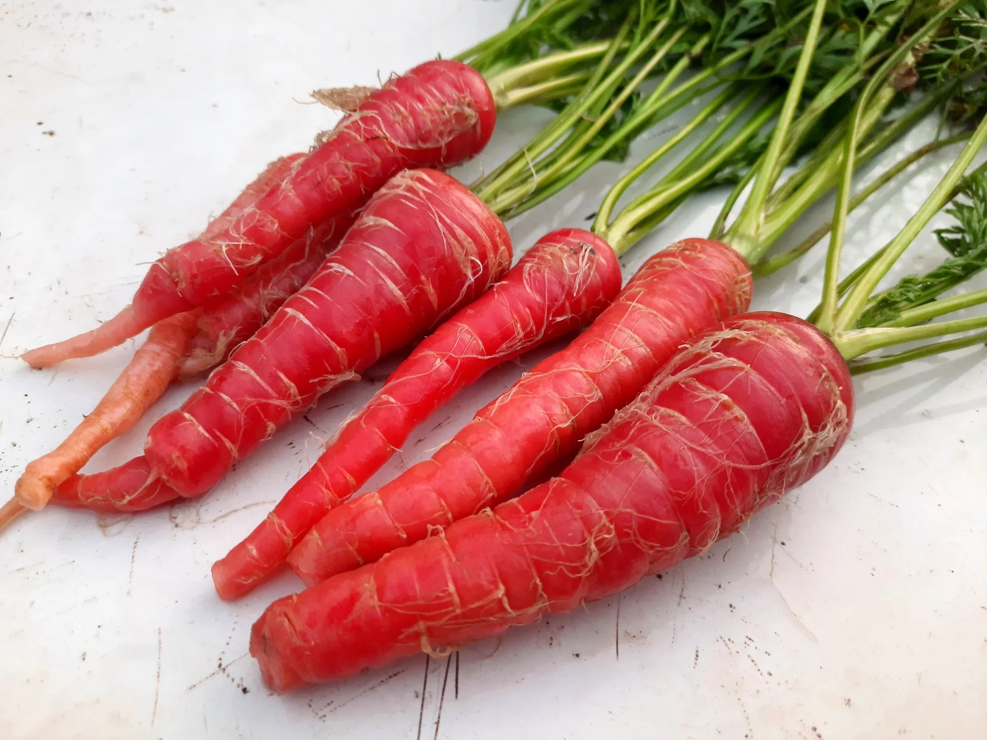 Carrot seeds for fresh garden vegetables
