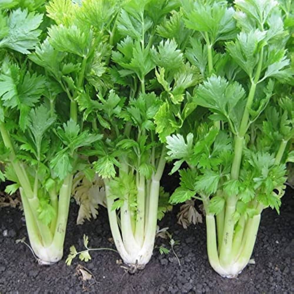 Celery seeds for fresh vegetable gardening
