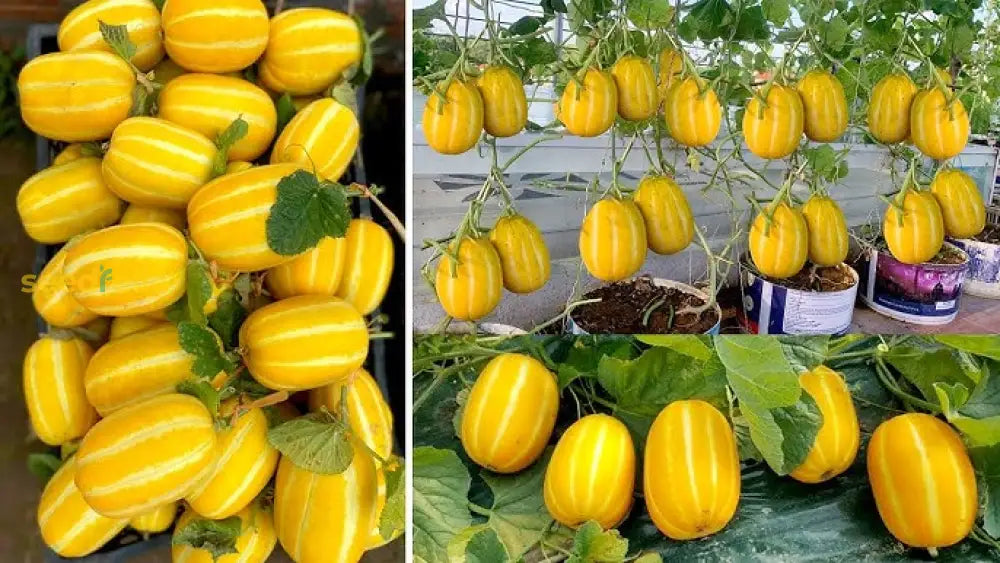 Freshly harvested Gold Neungju vegetables