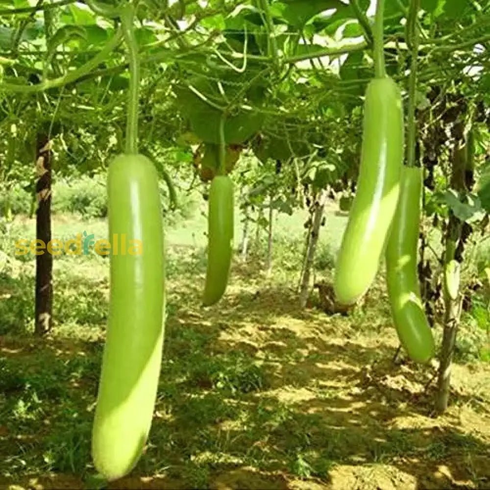 Fresh Green Bottle Gourd seeds for home planting