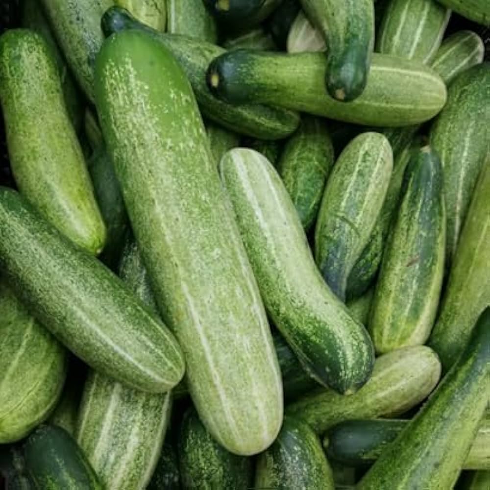 Fresh green cucumbers grown from high-yield cucumber seeds