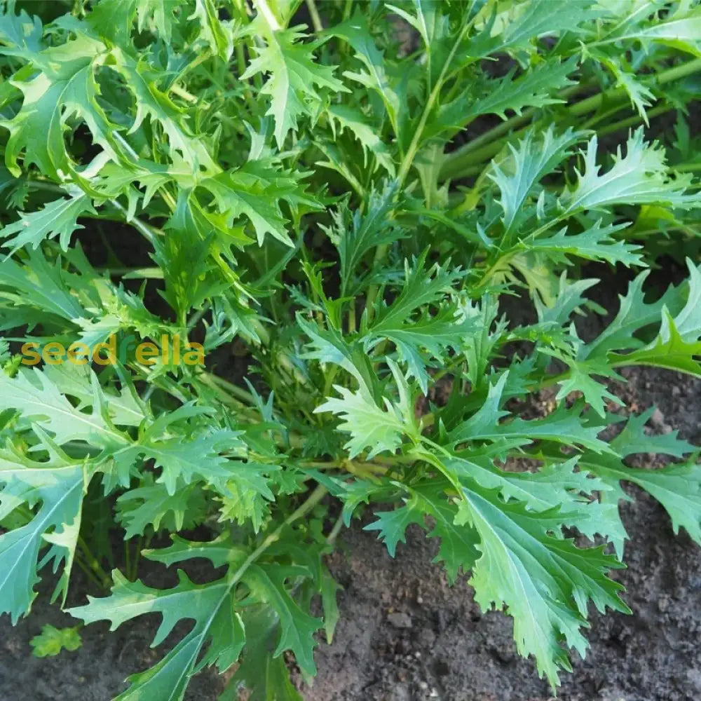 Fresh Green Mizuna seeds for home planting