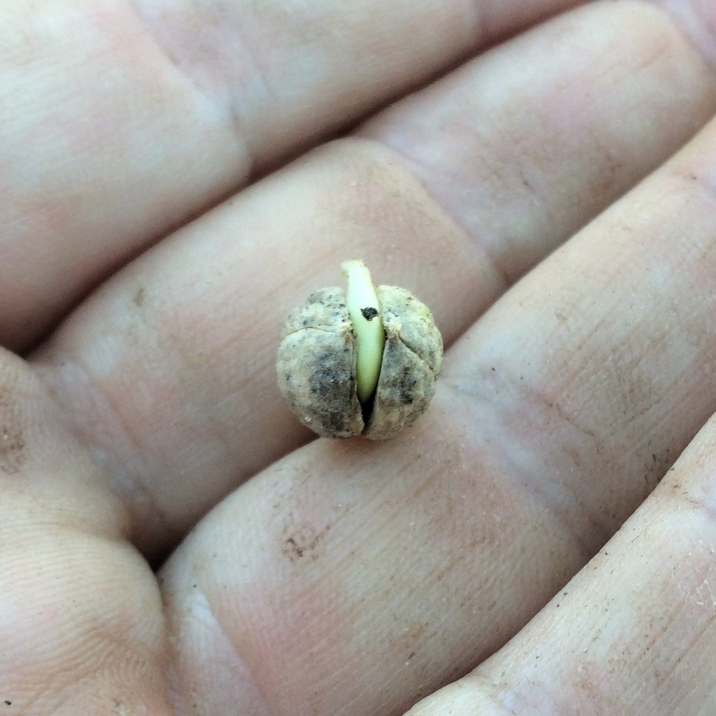 Fresh Green Sea Kale seeds for home planting