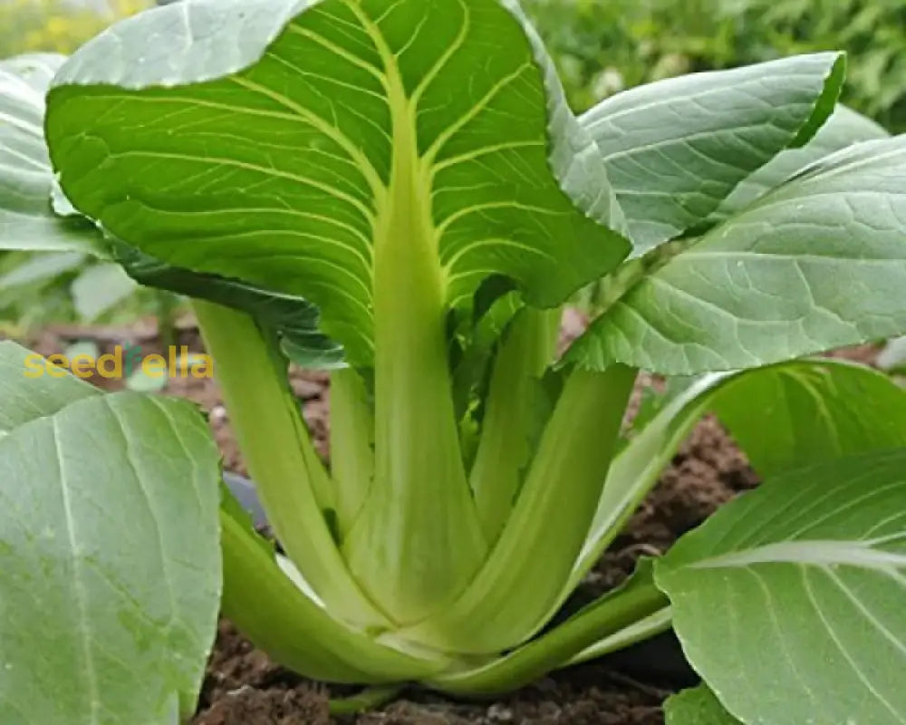 Freshly harvested Green Pak Choi leaves