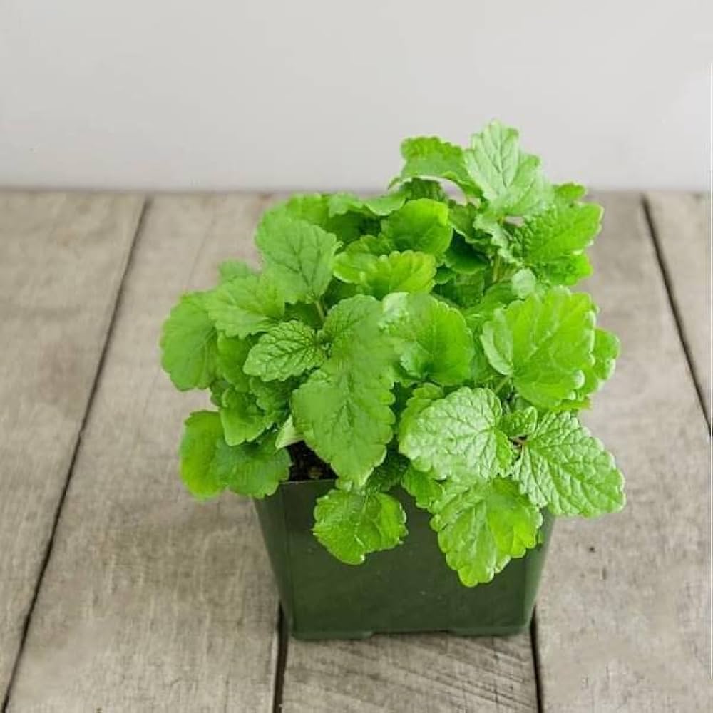 Fresh lemon balm leaves used for herbal tea