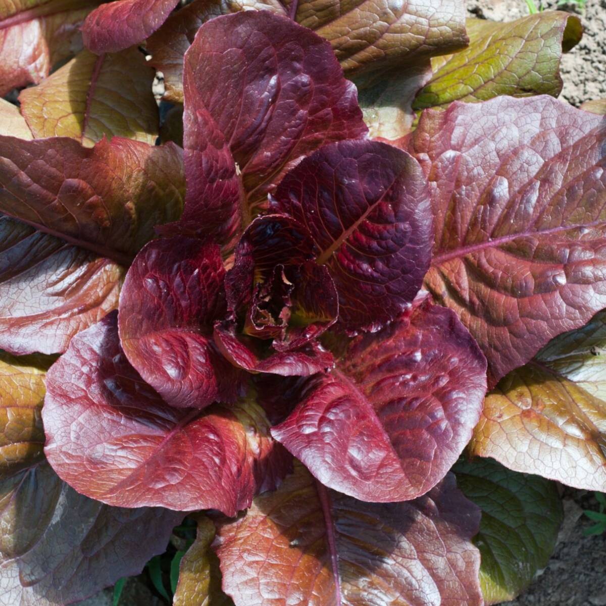 Fresh purple lettuce seeds for leafy growth