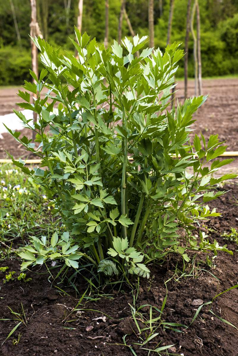 Close-up of fresh Lovage leaves with celery-like texture