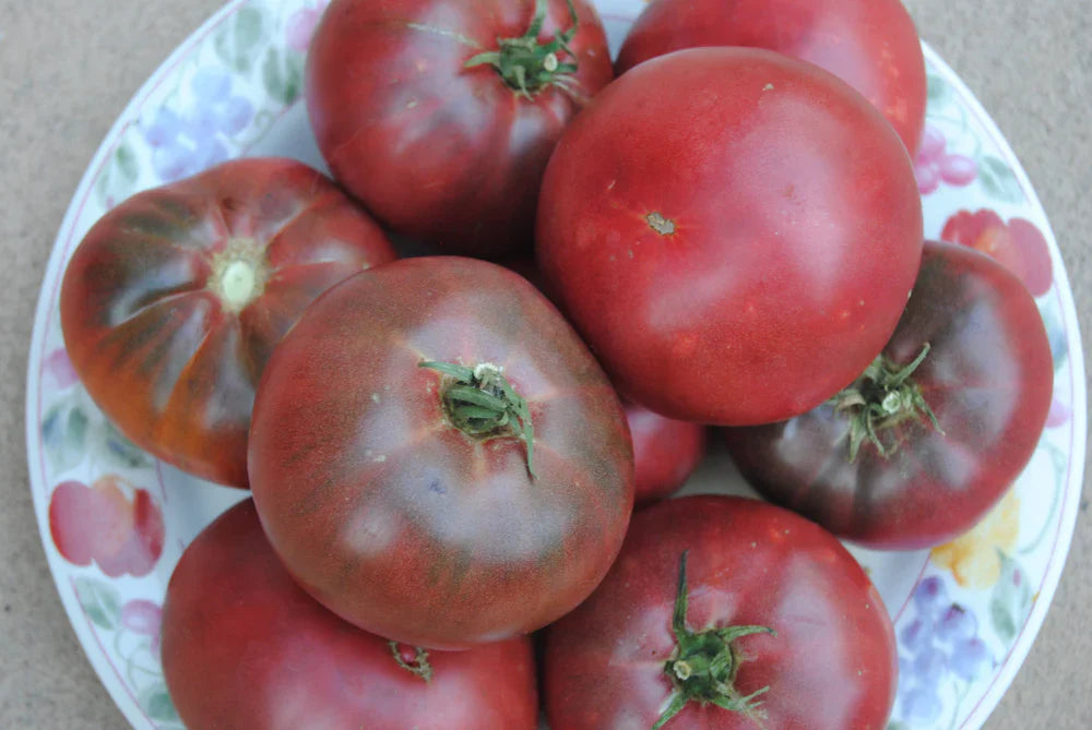 Harvest of fresh maroon tomatoes