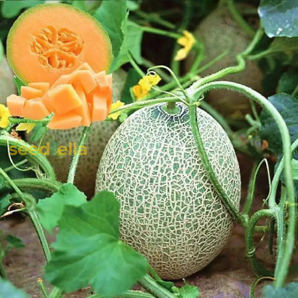 Fresh Melon Cantaloupe Seeds For A Vibrant Summer Harvest Fruit