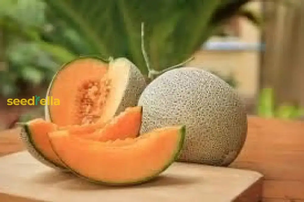 Fresh Melon Cantaloupe Seeds For A Vibrant Summer Harvest Fruit