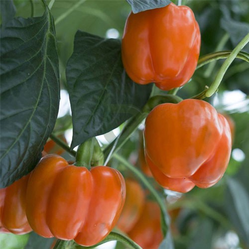 Fresh orange bell pepper seeds for home planting