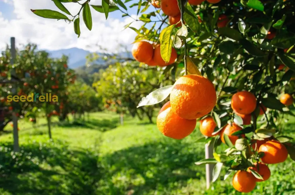 Fresh Oranges Growing on a Citrus Tree