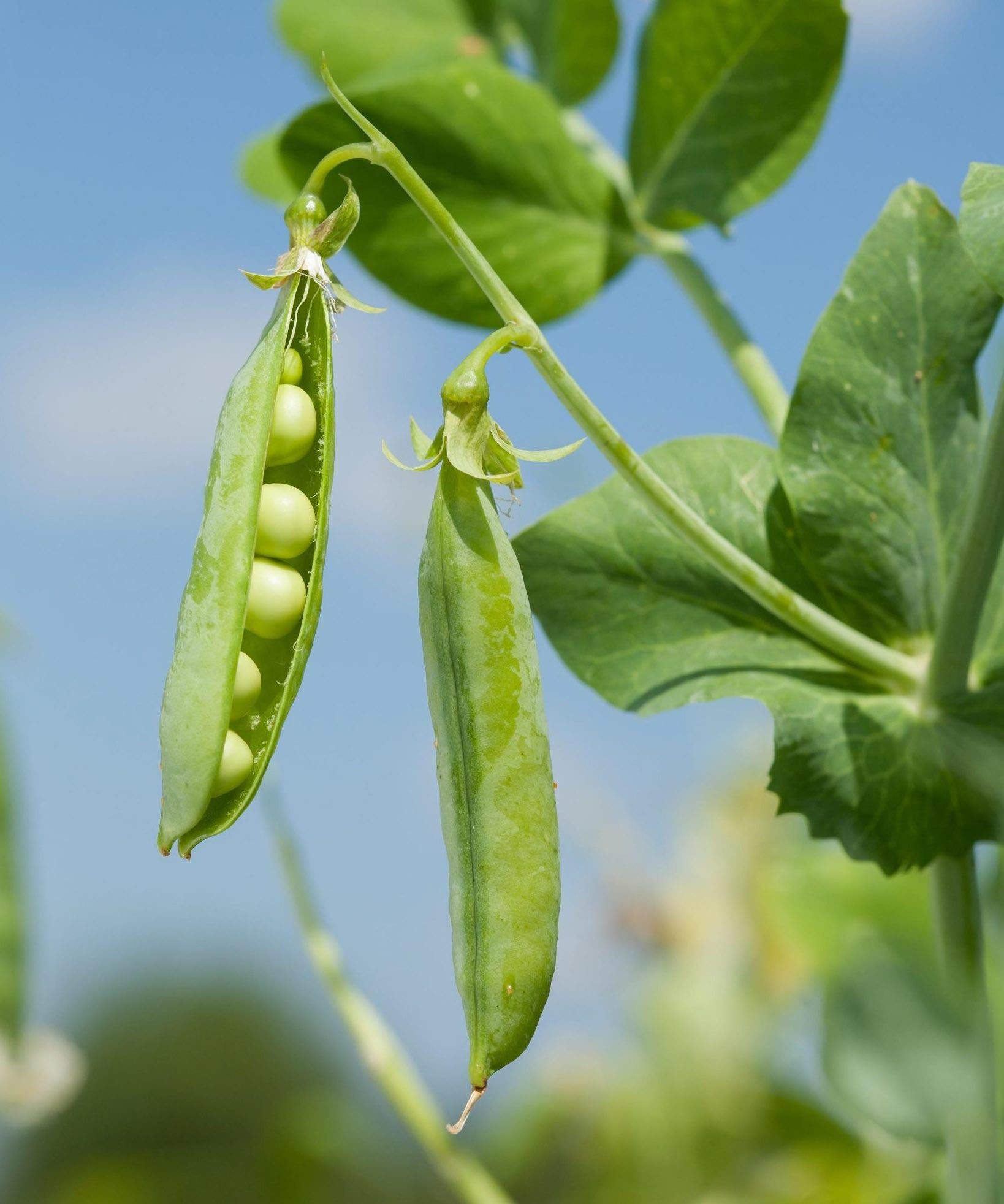 Fresh Peas seeds for home planting