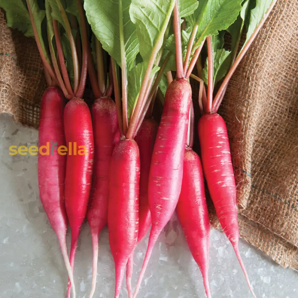 Freshly harvested pink radishes