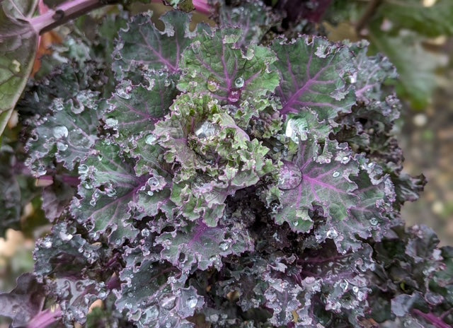 Fresh Purple Kalettes seeds for home planting
