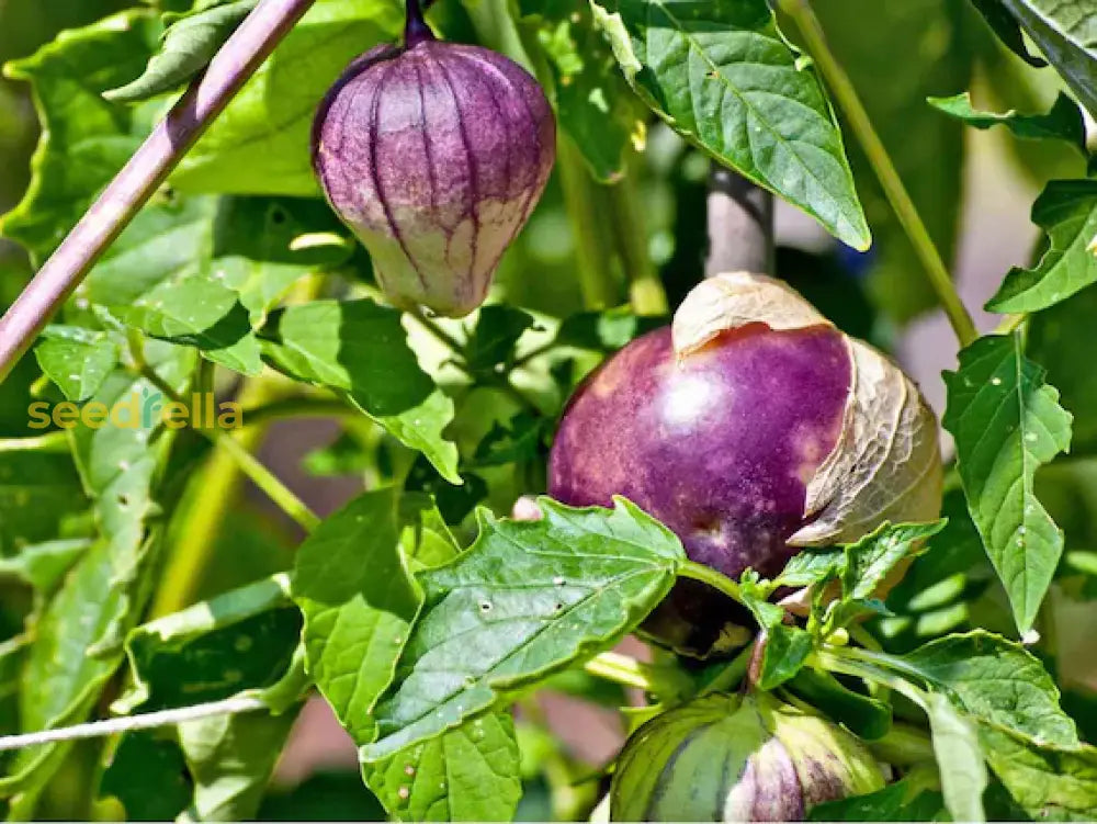 Fresh Purple Tomatillo seeds for home planting