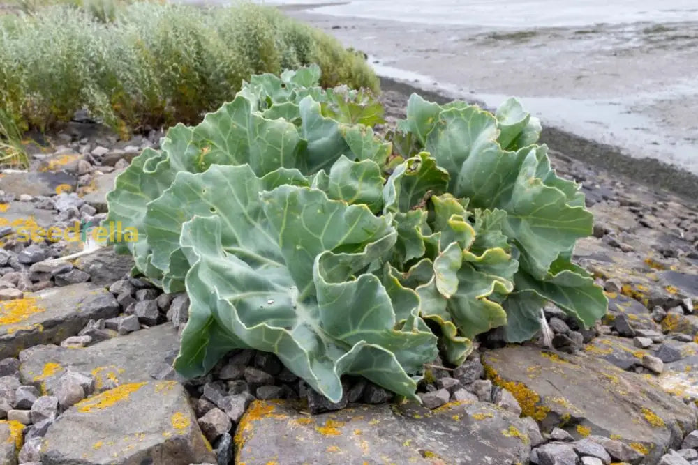 Fresh Sea Kale seeds for home planting