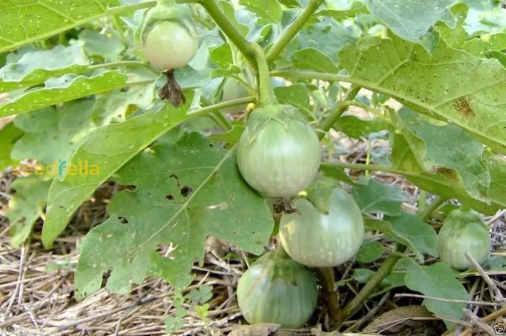 Fresh Thai Eggplant seeds for home planting