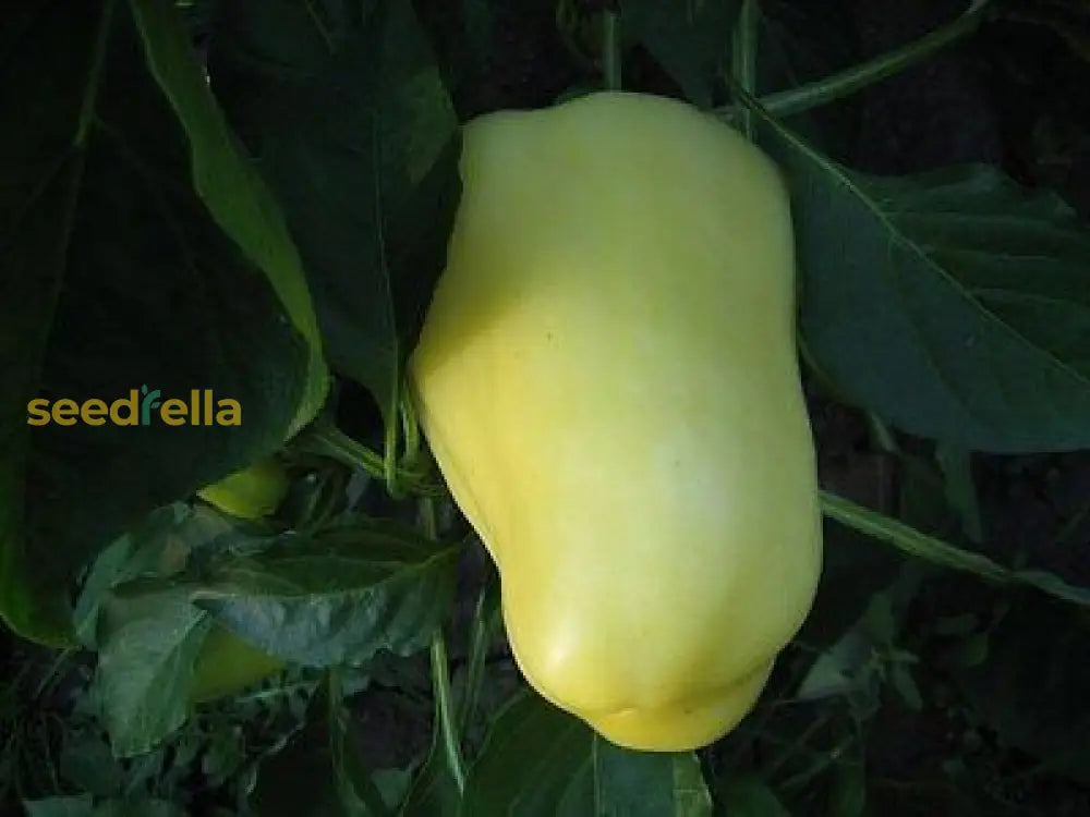 Fresh Ungarische Weisse seeds for home planting