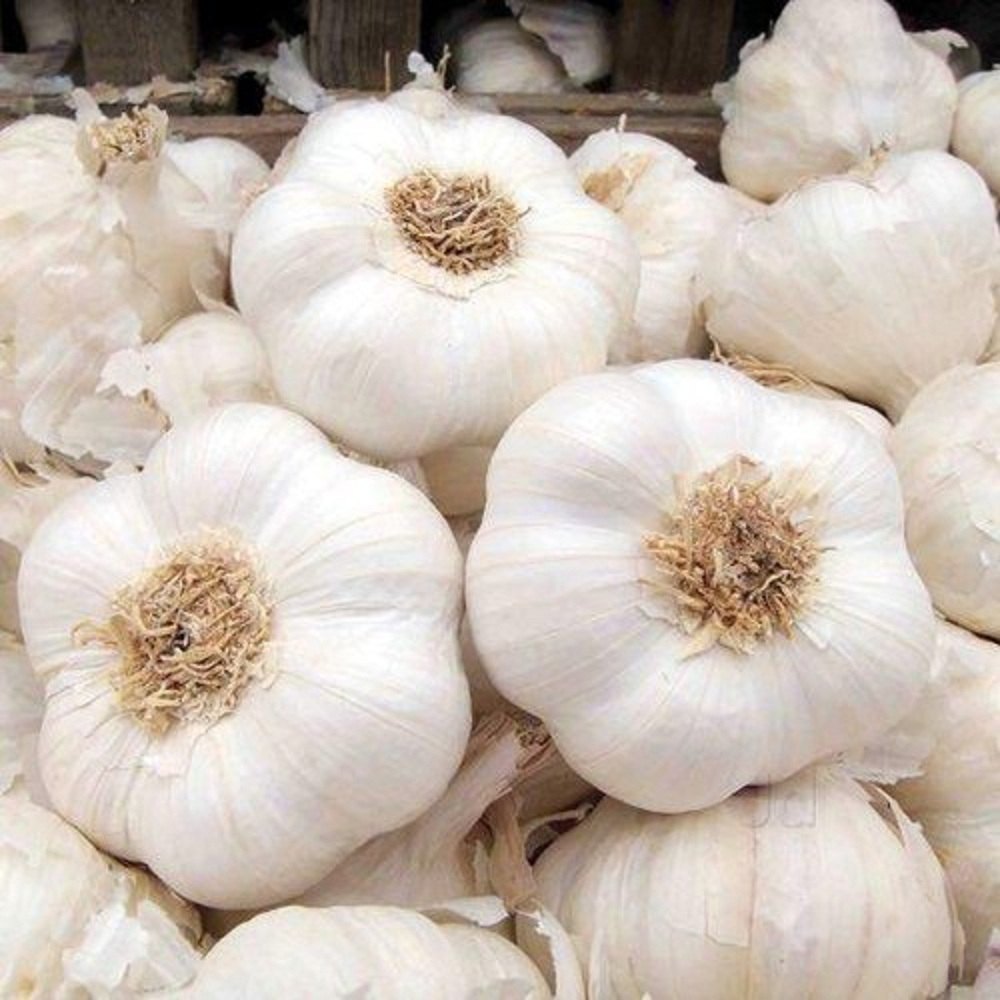 White Garlic Seeds For Planting - Premium Vegetable Seeds